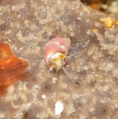 Eulithidium pulloides