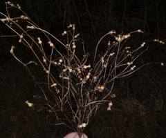 Rhexia mariana interior