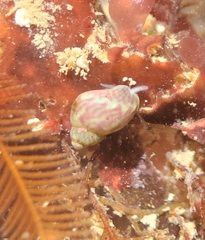 Eulithidium pulloides