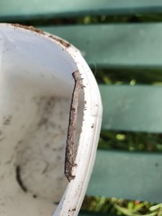 Sarisa muriferata