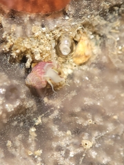 Eulithidium pulloides