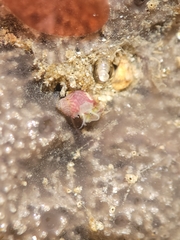 Eulithidium pulloides
