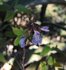 Salvia quercetorum