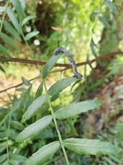 Sarisa muriferata