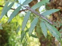Sarisa muriferata