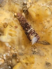 Lirobittium purpureum