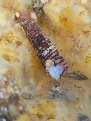 Lirobittium purpureum