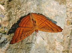Pseudergolis wedah