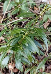 Sarcococca