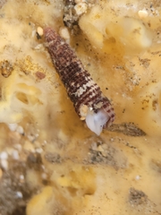 Lirobittium purpureum