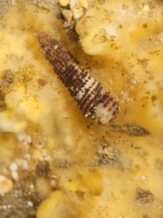 Lirobittium purpureum