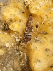 Lirobittium purpureum