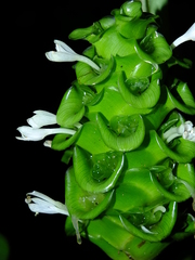 Goeppertia cylindrica