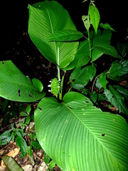 Goeppertia cylindrica