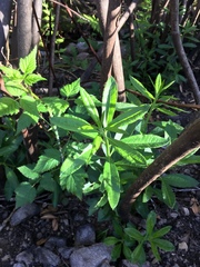 Rhododendron occidentale