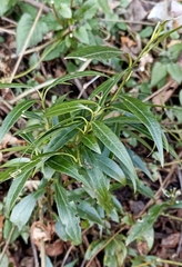 Sarcococca