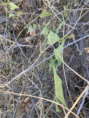 Gonolobus arizonicus