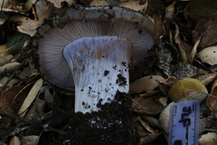 Glaucopodes