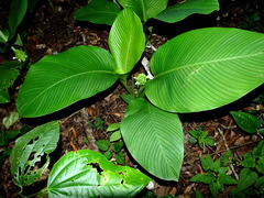 Goeppertia cylindrica