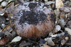 Glaucopodes