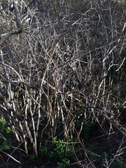 Rhododendron occidentale