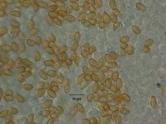 Glaucopodes