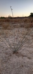Asclepias subulata