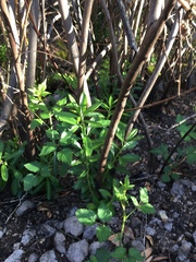 Rhododendron occidentale