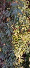 Zanthoxylum armatum