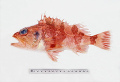 Helicolenus percoides