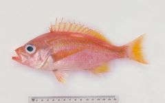Lepidoperca brochata