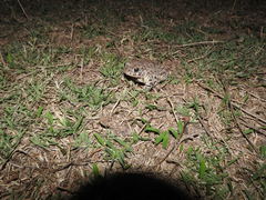 Incilius occidentalis