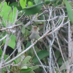 Myzomela erythrocephala