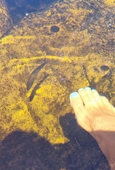 Pseudobarbus skeltoni