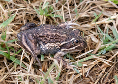 Limnodynastes dumerilii insularis