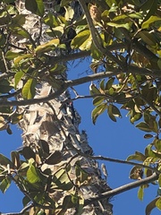 Melanerpes formicivorus