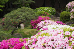 Rhododendron × pulchrum