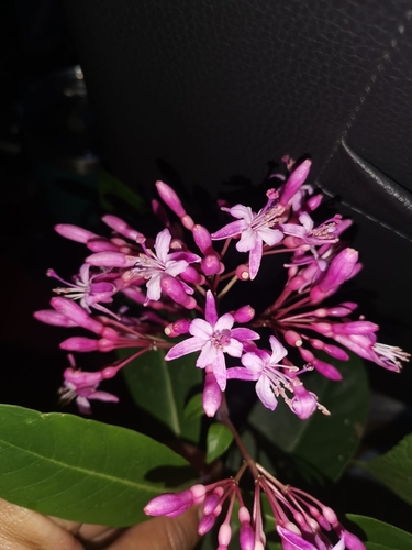 Image of Fuchsia arborescens by no rights reserved