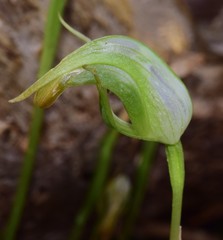 Pterostylis × ingens