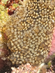 Distaplia occidentalis