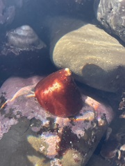 Acmaea