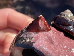 Acmaea