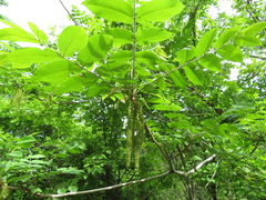 Juglans ailantifolia