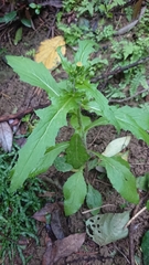 Erechtites hieraciifolius cacaloides