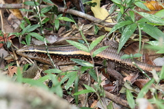 Zonosaurus madagascariensis
