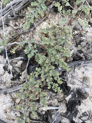 Euphorbia amplexicaulis