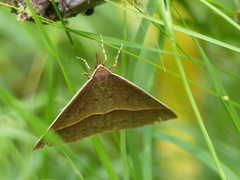 Epidesmia chilonaria