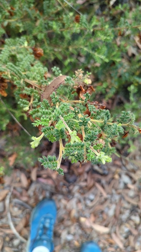 Dodonaea pinnata (Dodonaea pinnata)