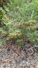 Dodonaea pinnata