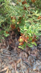 Dodonaea pinnata